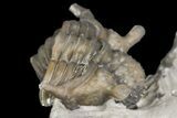 Rare, Enrolled Encrinurus Deomenos Trilobite - Quebec #164443-1